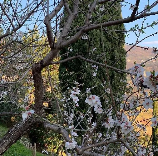 La Dimora Di Titiro Cetraro